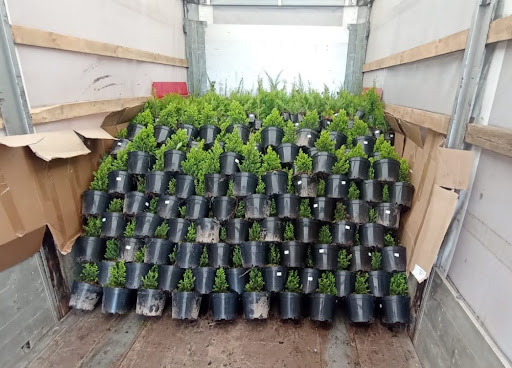 Саженцы Беларусь - Кыштым